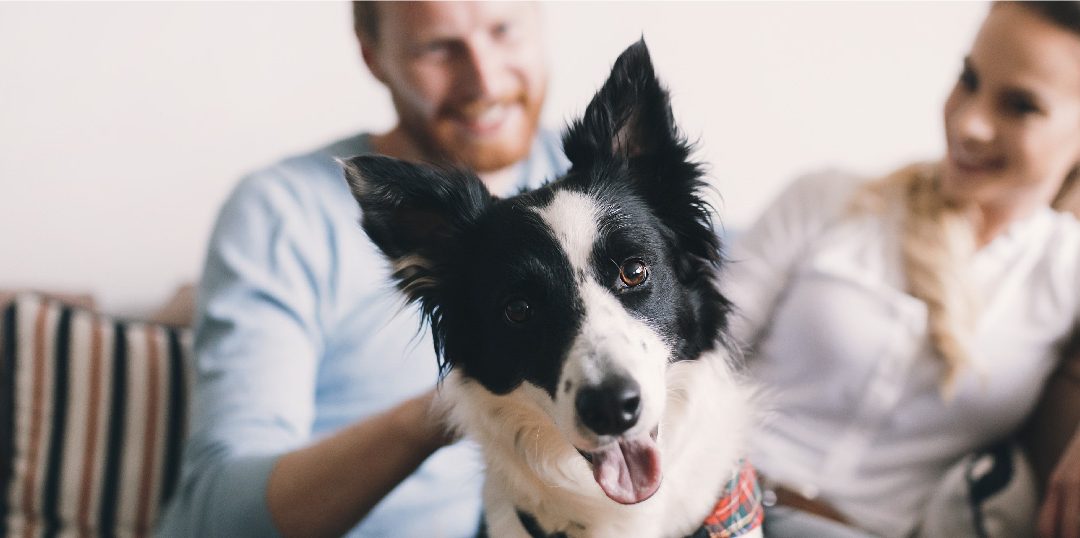 dog with his owners