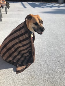 A dog sitting outside wrapped in a beach towel.